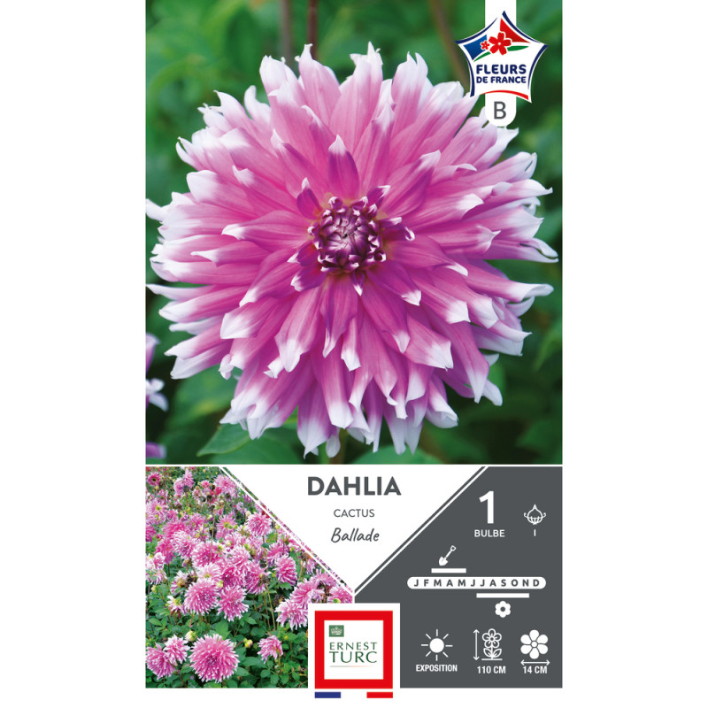 Bulbe de Dahlia cactus Ballade x1