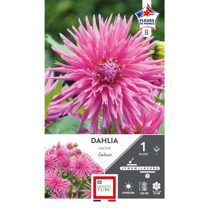 Bulbe de Dahlia cactus Galaxie x1