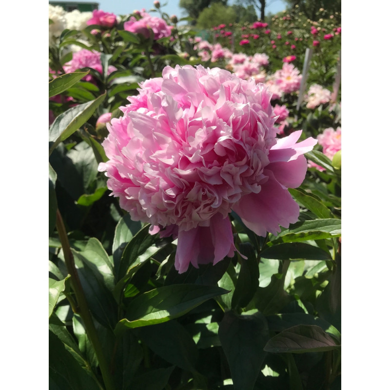 Bulbe de pivoine Monsieur Jules Elie - x1