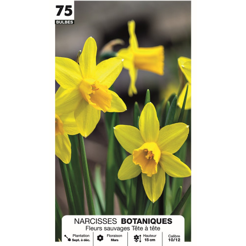 Narcisse 'Tête à tête Fleurs sauvages', calibre 10