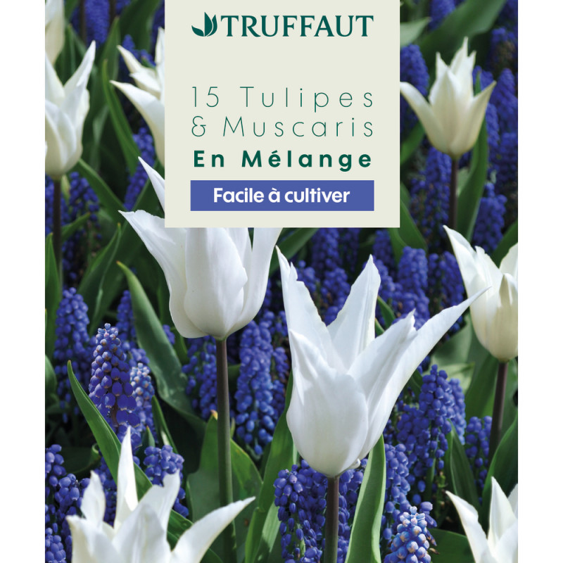 Mélange de bulbes, tulipes et muscaris : coloris m