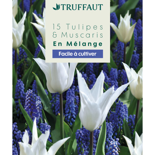 Mélange de bulbes, tulipes et muscaris : coloris m