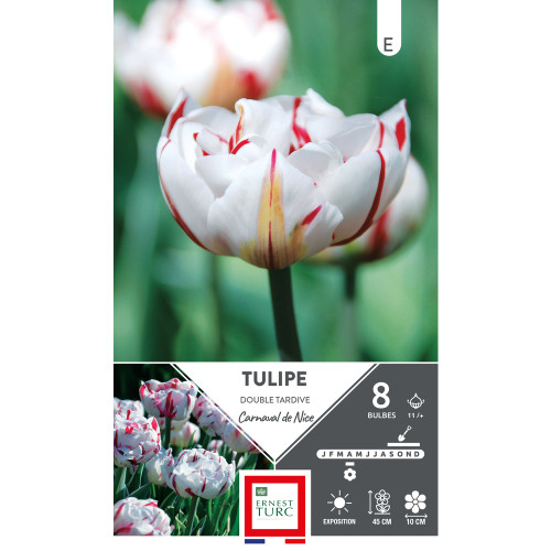 Bulbes de Tulipes doubles Carnaval de Nice - color