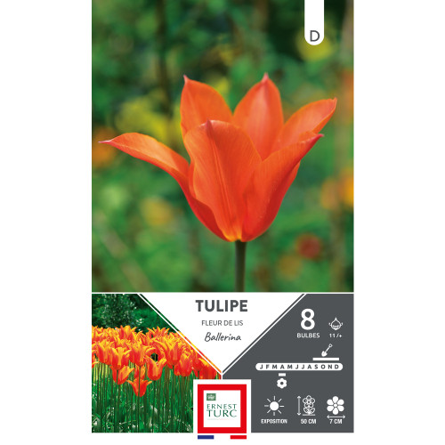 Bulbes de Tulipes fleur de lys Ballerina - coloris