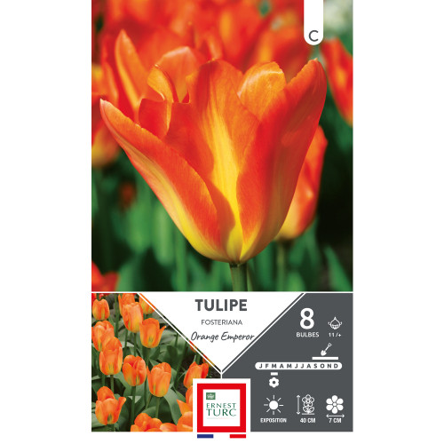 Bulbes de Tulipes fosteriana Orange emperor - colo