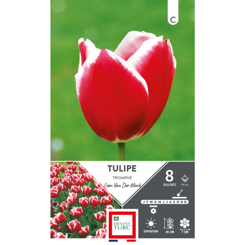 Bulbes de Tulipes Triomphe Léon van der Mark - col