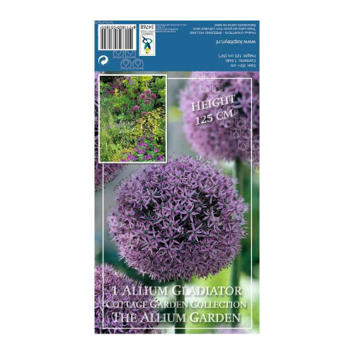 Bulbe d'allium 'Gladiator' - x1