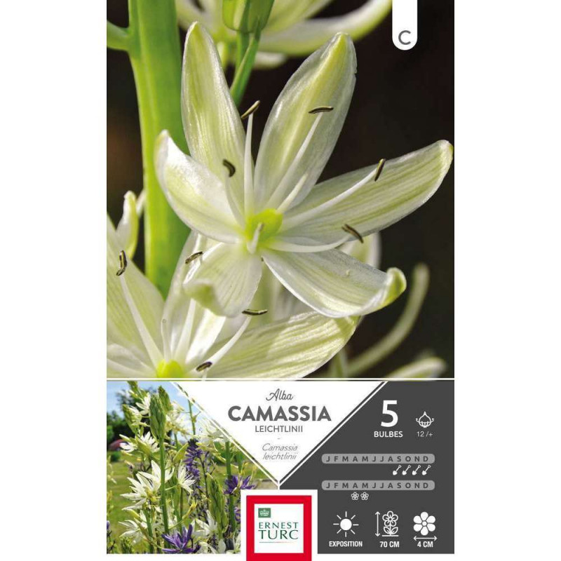 Bulbes de camassias leichtlinii 'Alba' - x5