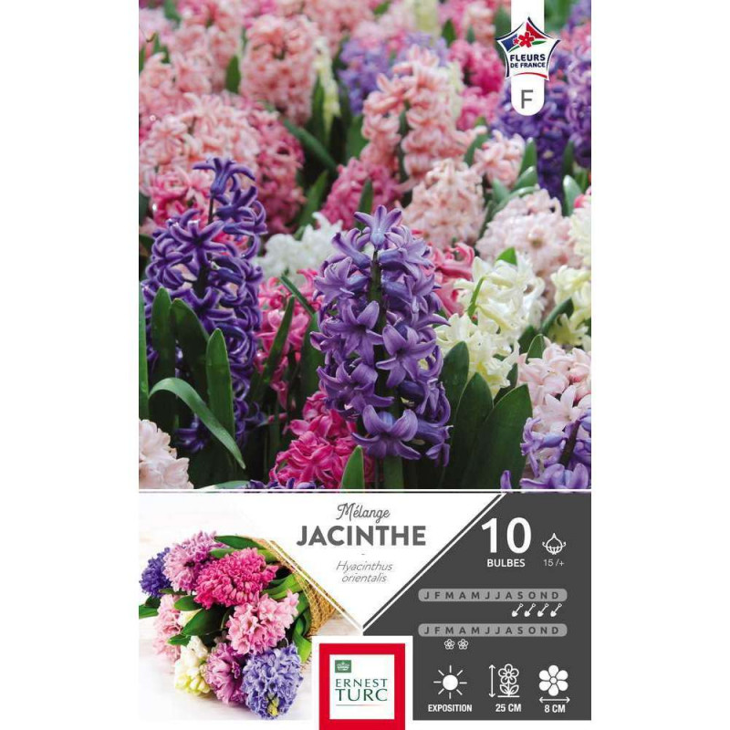 Bulbes de jacinthes de Bretagne variées - x10
