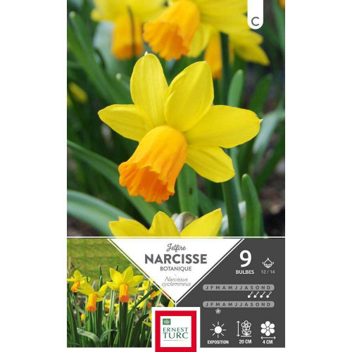Bulbes de narcisses cyclamineus 'Jetfire' - x9