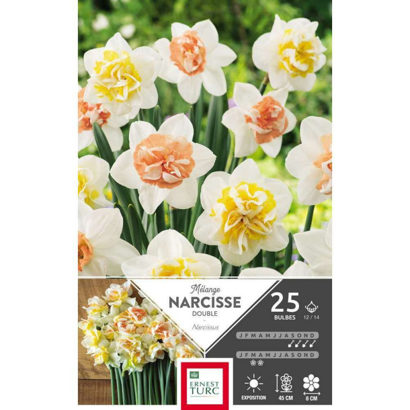Narcisses doubles variés