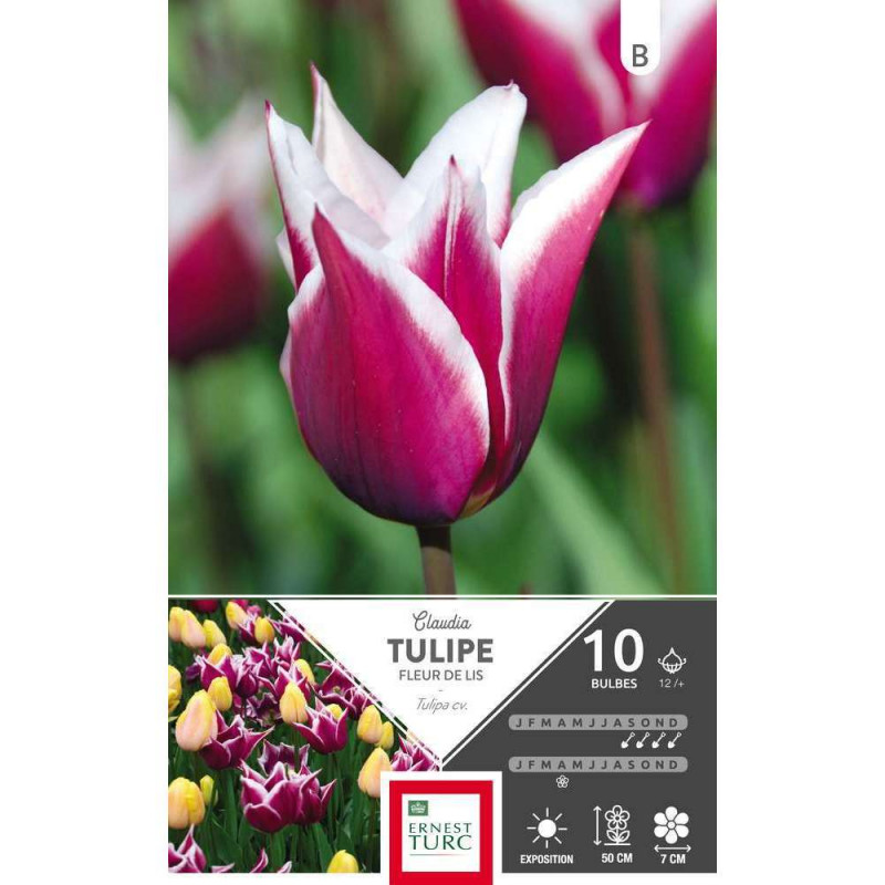 Bulbes de tulipes Fleurs de Lys tulipes Fleurs de