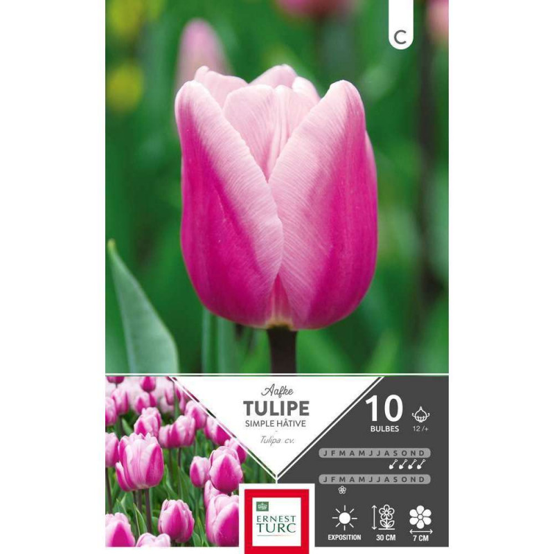 Bulbes de tulipes simples hâtives 'Aafke' - x10