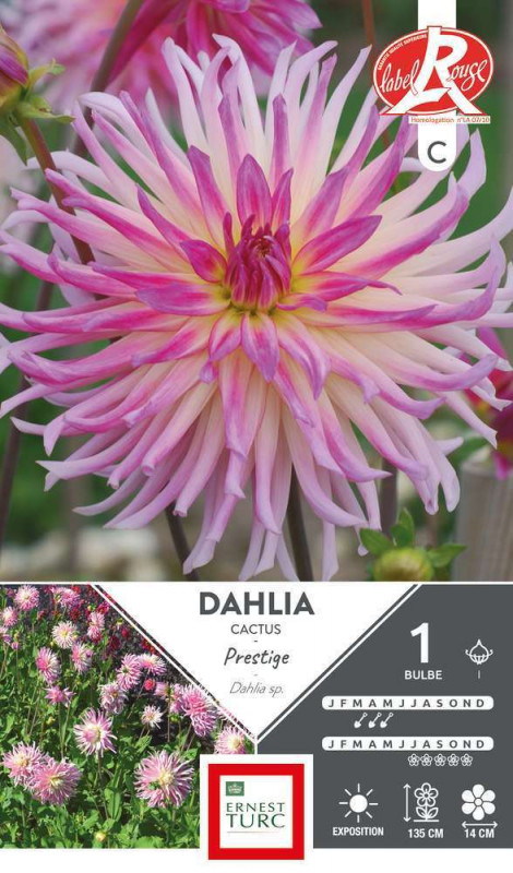 Bulbe de Dahlia cactus Prestige x1