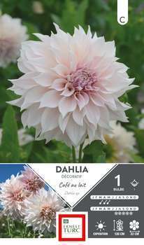 Dahlia Decoratif Cafe Lait Fdf I X1