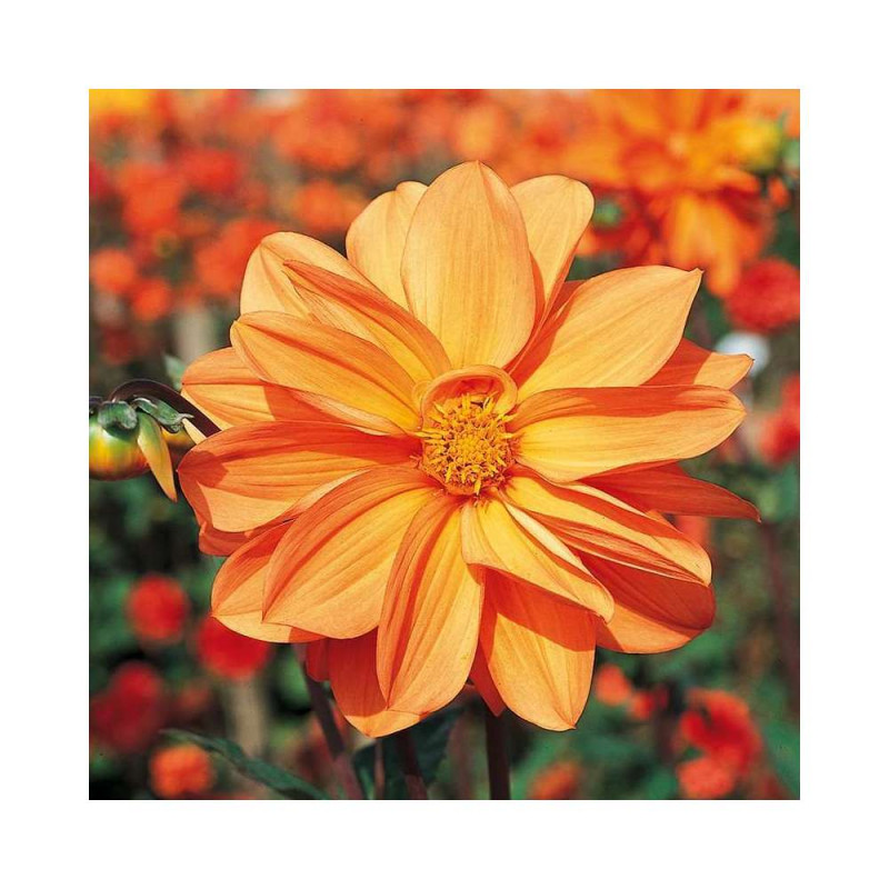 Bulbe de Dahlia Geant Aether