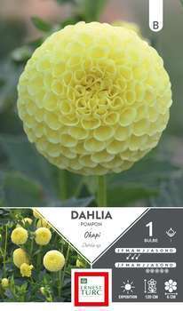 Dahlia Pompon Okapi I X1