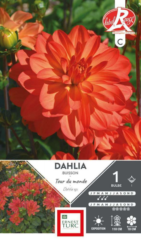 Bulbe de Dahlia buisson Tour du monde x1