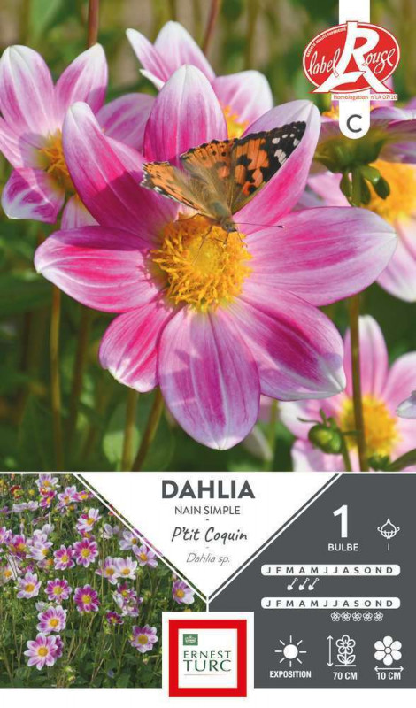 Bulbe Dahlia Nain Simple Ptit coquin I x 1