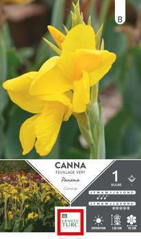 Canna Haut Panama I X1