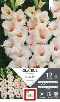 Glaieul Bambino Candy Bar 12 14X12