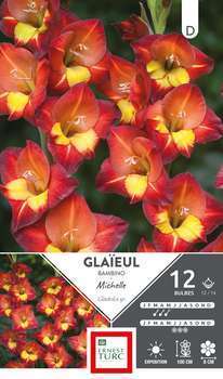 Glaieul Bambino Michele 12 14 X12