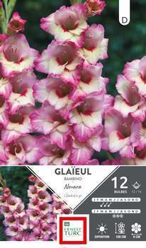 Glaieul Bam.Novara 12 14 X12
