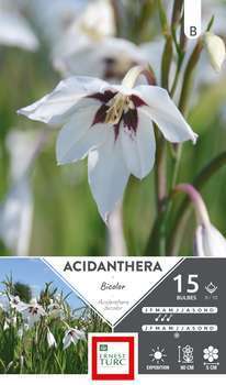 Glaïeul DAbyssinie Acidanthera Bicolor 8/10 x15