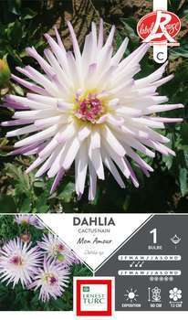 Dahlia cactus nain Mon amour Fleurs de France I x1