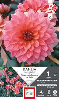 Bulbe dahlia nain dble Chaumont s/ Loire x1
