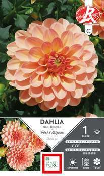 Bulbe dahlia orange tendre c½ur cuivré