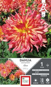 Dahlia Cactus Nain Etna I x1
