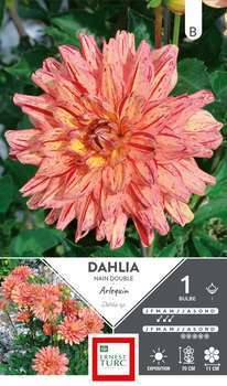 Dahlia nain double Arlequin I x1