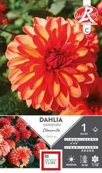 Dahlia nain double Clemenvilla Label Rge I x1