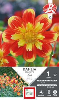 Dahlia collerette Pooh Fleurs de France I x1