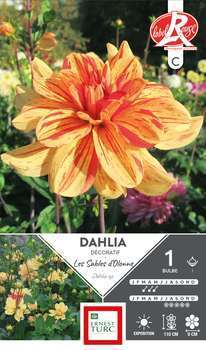 Bulbe dahlia Buisson Sables d'Olonne x1