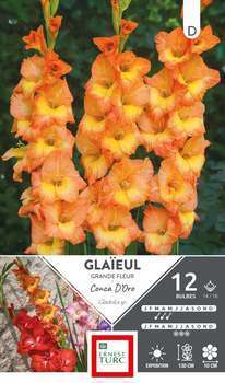 Glaïeul à Grandes Fleurs Conca d'Oro 14/16 X12
