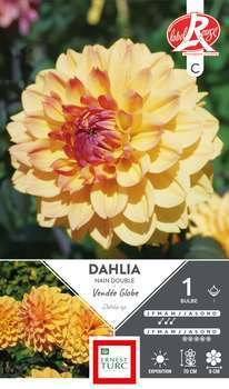 Bulbe dahlia nain double Vendée Globe x1