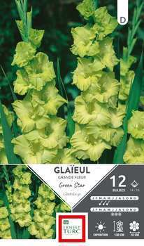 Glaïeul à Grandes Fleurs Green Star 14/16 X12