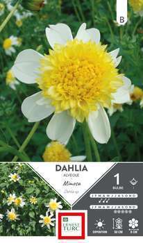 Bulbe dahlia demi-nain alvéolé Mimosa x1