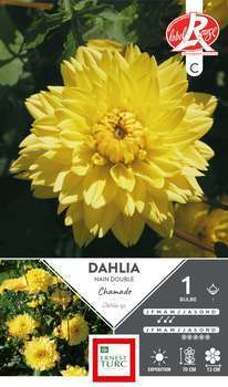Dahlia nain double Chamade Label Rge I x1