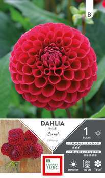 Dahlia Balle Cornel I x1