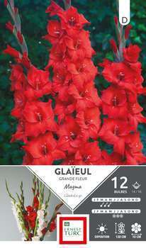 Glaïeul à Grandes Fleurs Magma 14/16 X12