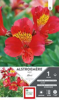 Alstrmère Mars X1