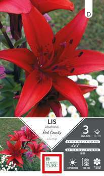 Bulbes de Lys Asiatique Red County X3