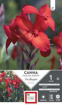 Canna Haut Feu Magique I X1