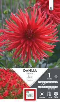 Dahlia cactus Joker I x1