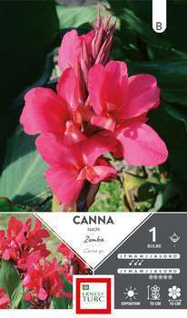 Canna Nain Zumba