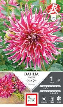 Dahlia Cactus Uncle Sam Label Rouge x1