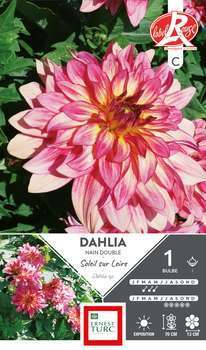 Bulbe dahlia nain double Soleil sur Loire x1